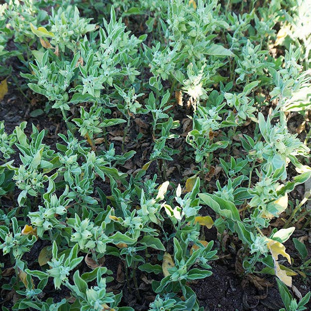 Pure Indian Foods - Wholesale Protein/Superfood Powder - Ashwagandha Root Powder, Certified Organic - 8 oz4