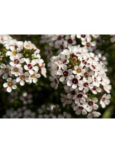 Waxflower Hybrid White 5 / 10 / 15 / 20 Bunches for wholesale by Florasource