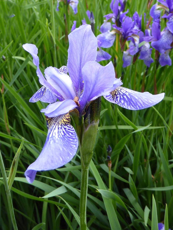Wild Blue Iris Seeds for wholesale by Decker Rd. Seeds