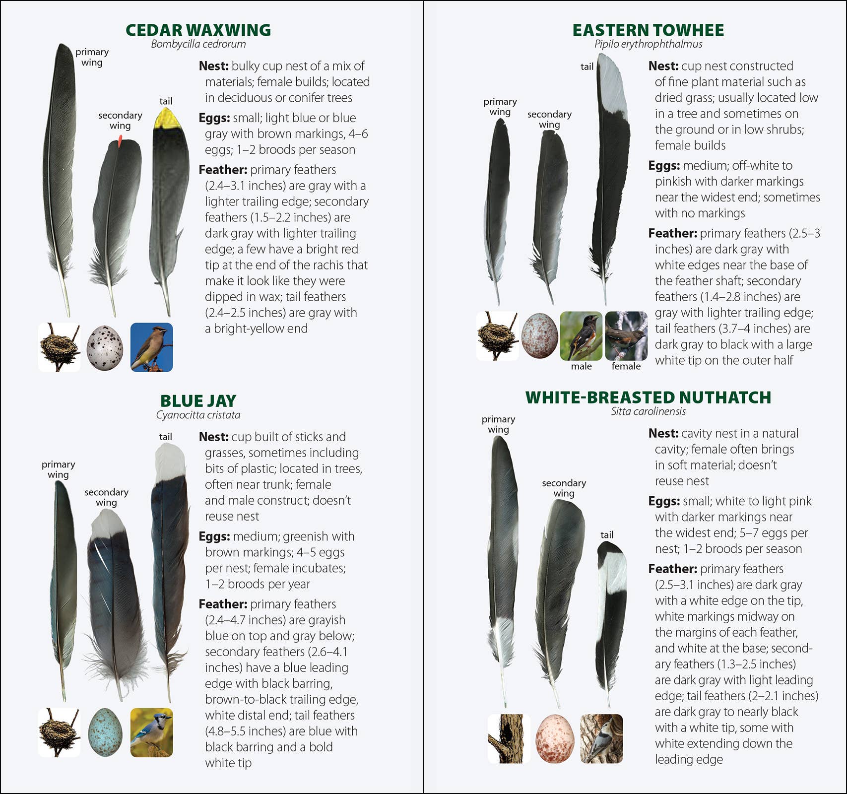 AdventureKEEN - Wholesale Nature & Outdoors - Bird Feathers & Eggs of the Midwest Quick Guide11