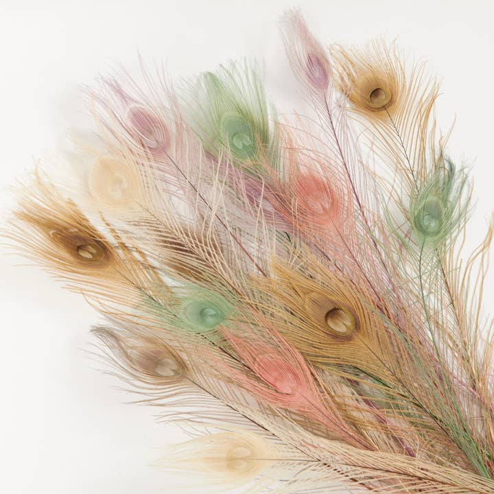GeoCentral - Wholesale Feathers - Pastel Peacock Feathers