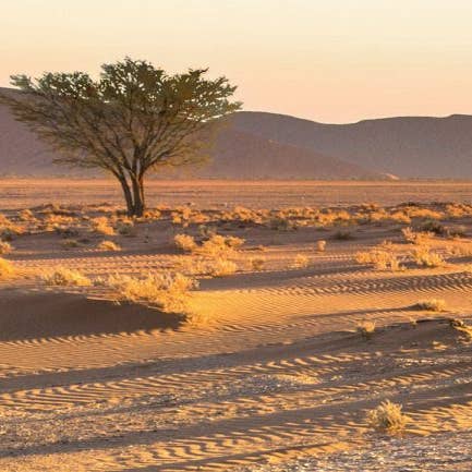 Ajarbio – Óleo para banho/corpo por atacado – Óleo cosmético 100% natural e orgânico de argan2