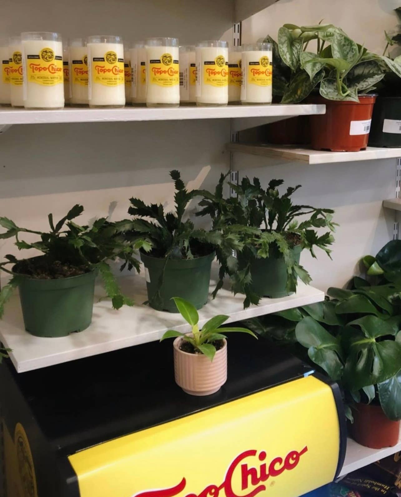 Project Happiness Candle Co. - Vente Bougie en bocal - Bougie en cire de soja parfumée aux agrumes tropicaux Topo Chico - 8oz12