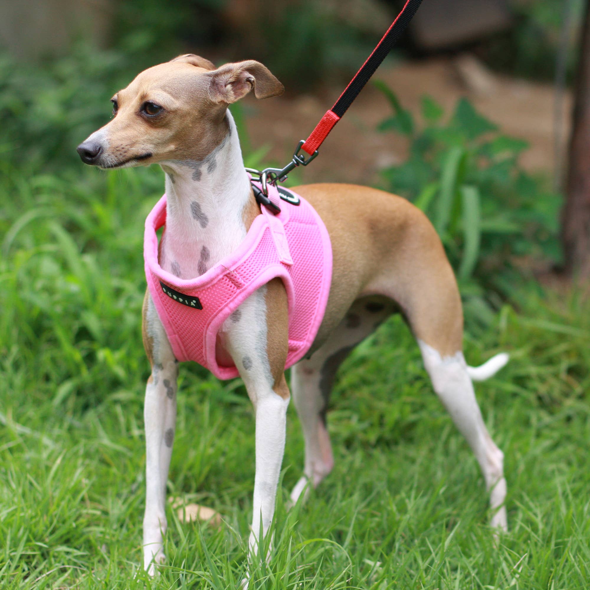 Puppia International Inc. - Vente Harnais – chien - Harnais souple pour chien Air Mesh Step-In22