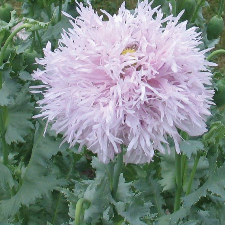 Plantgem - Wholesale Plant Seeds - Breadseed Poppy Lilac Pompom - 50 Seeds