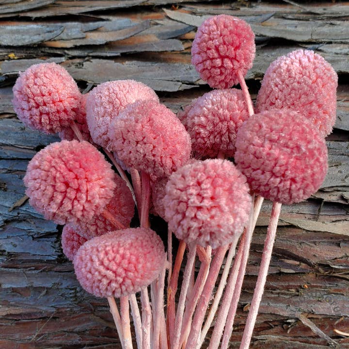 Craspedia 18-20, Billy Ball Flower, rosa rosa (025) para venta al por mayor de BLOOMINGFUL.COM