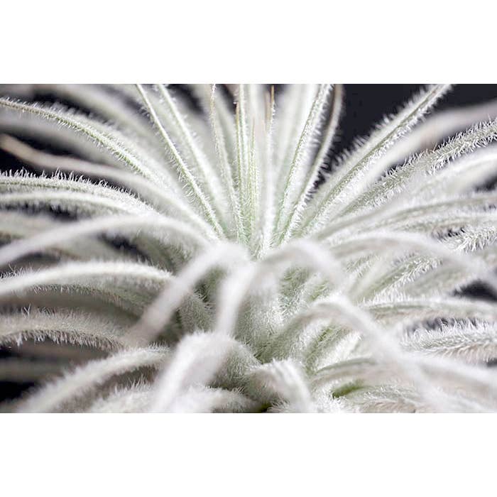 The Artizan Way - Wholesale Live Plant - Tillandsia Tectorum Bulk (12+ Plants) - Rare Air Plant