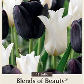 Thorsen's Greenhouse - Wholesale Live Plant - Tulip Bulbs - Unique Blends - Perennials 9