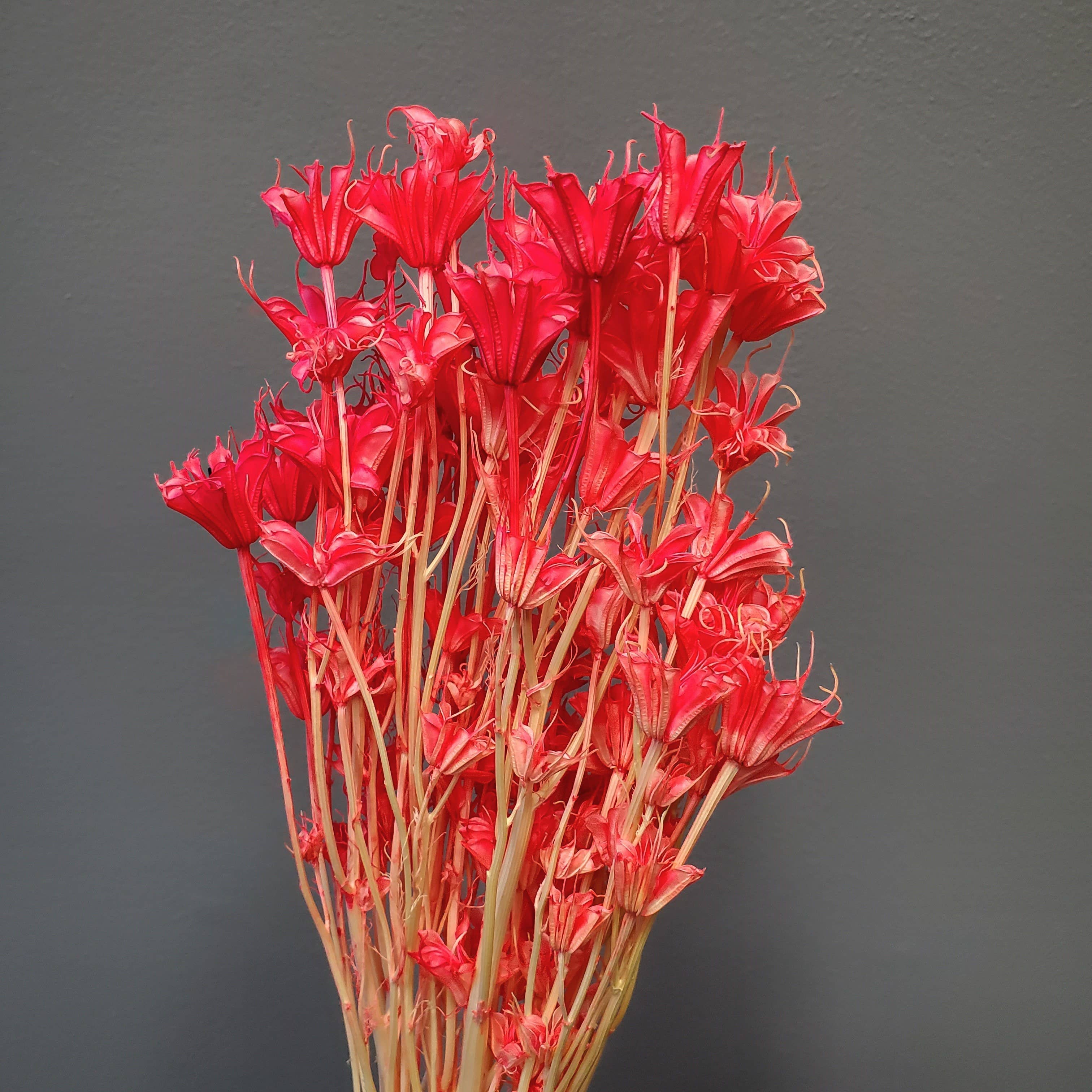 BLOOMINGFUL.COM - Wholesale Dried/Pressed Flowers - Dried Nigella Flower - Electric Pink Champagne (022)0