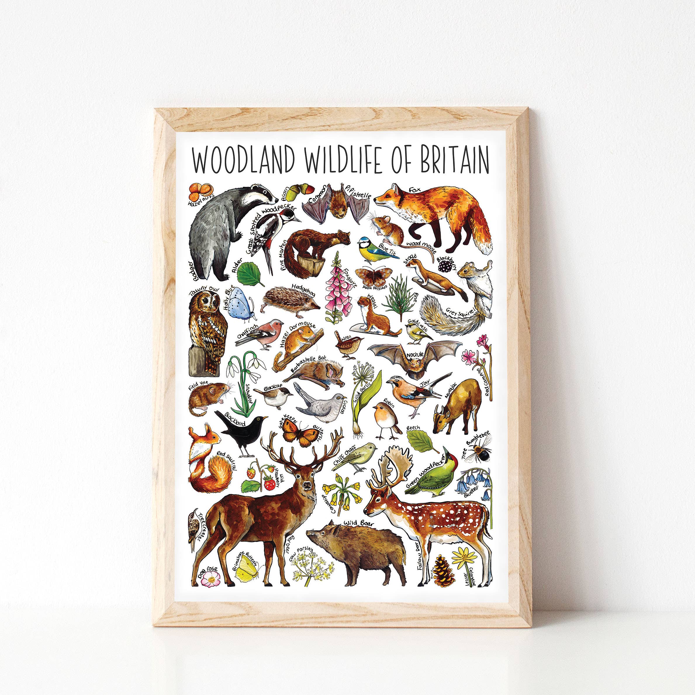 Alexia Claire Ltd - Wholesale Postcard - Woodland Wildlife of Britain Art Blank Postcard6