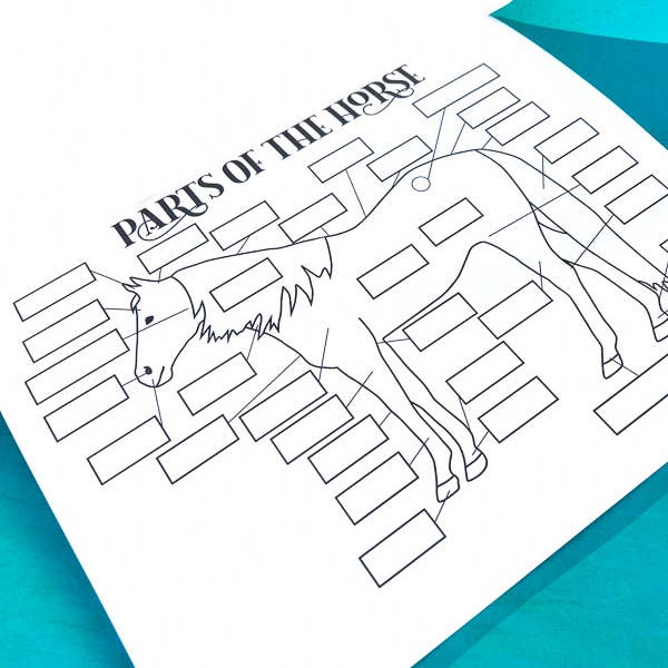 Circus Unicorn Shop - Wholesale Education Book - The Riding Student's Horse Workbook3