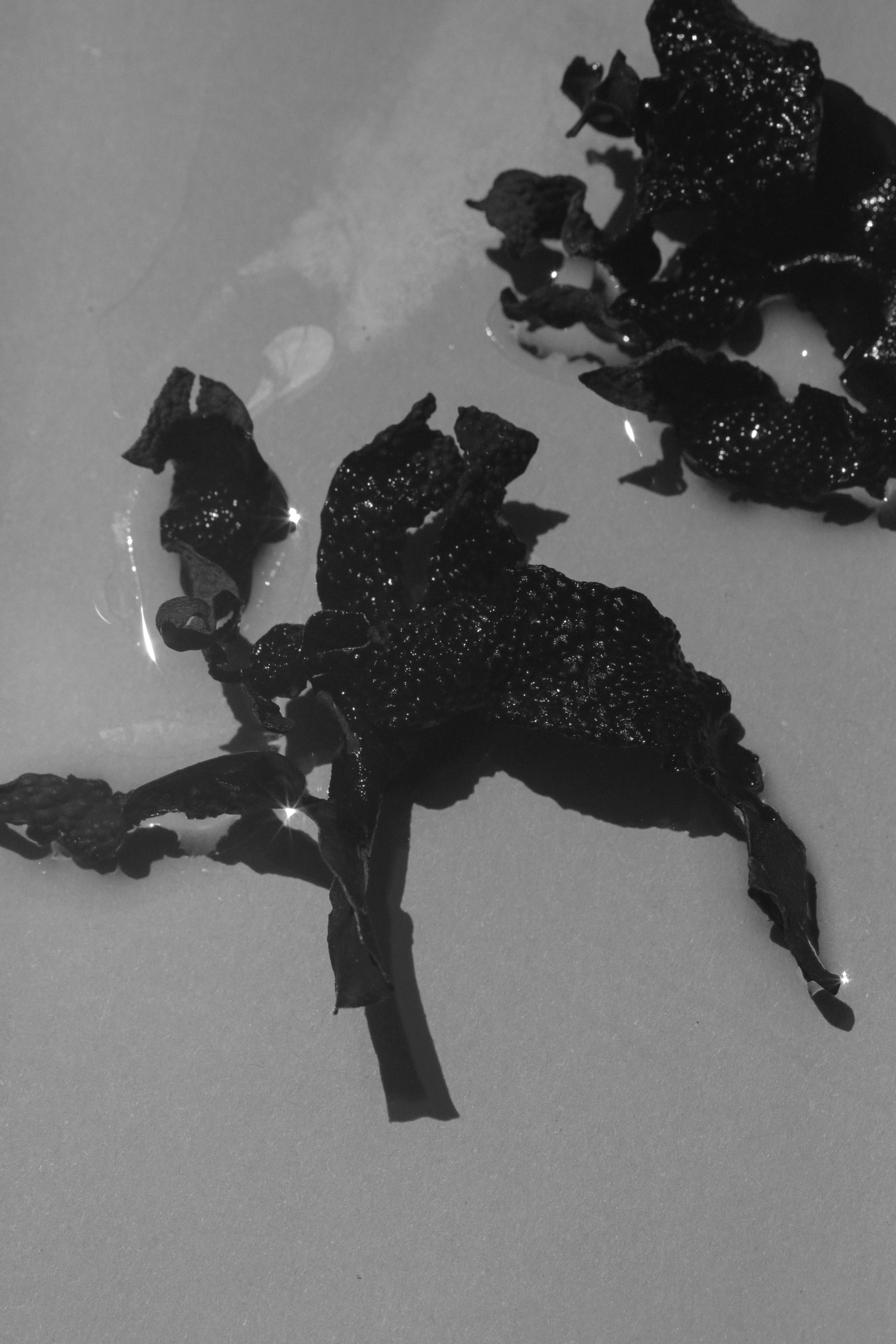 SUMMER SOLACE- Regenerative Tallow Beauty - Wholesale Zeepblok - Sea Change zeewierzeep – Neroli en blaaswier, 140 g4