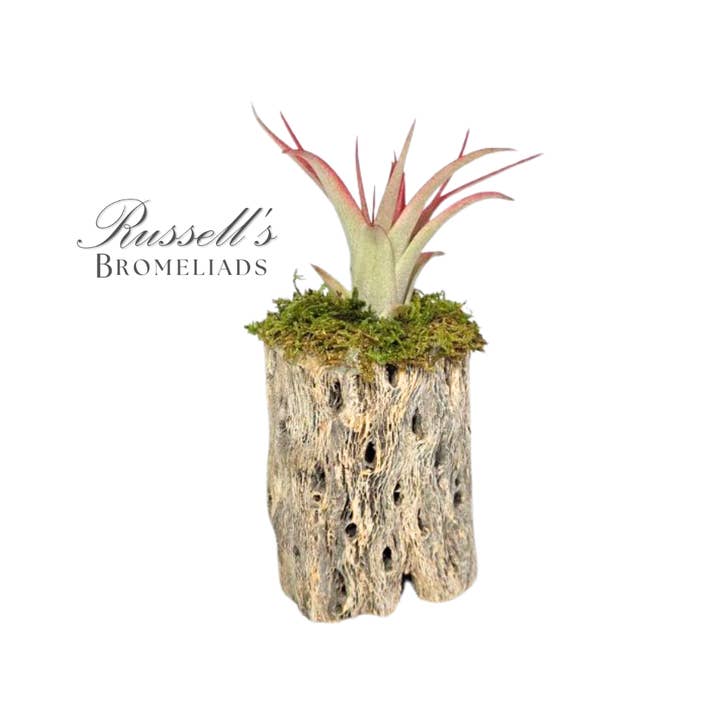 Russell's Bromeliads - Wholesale Live Plant - Cholla Garden