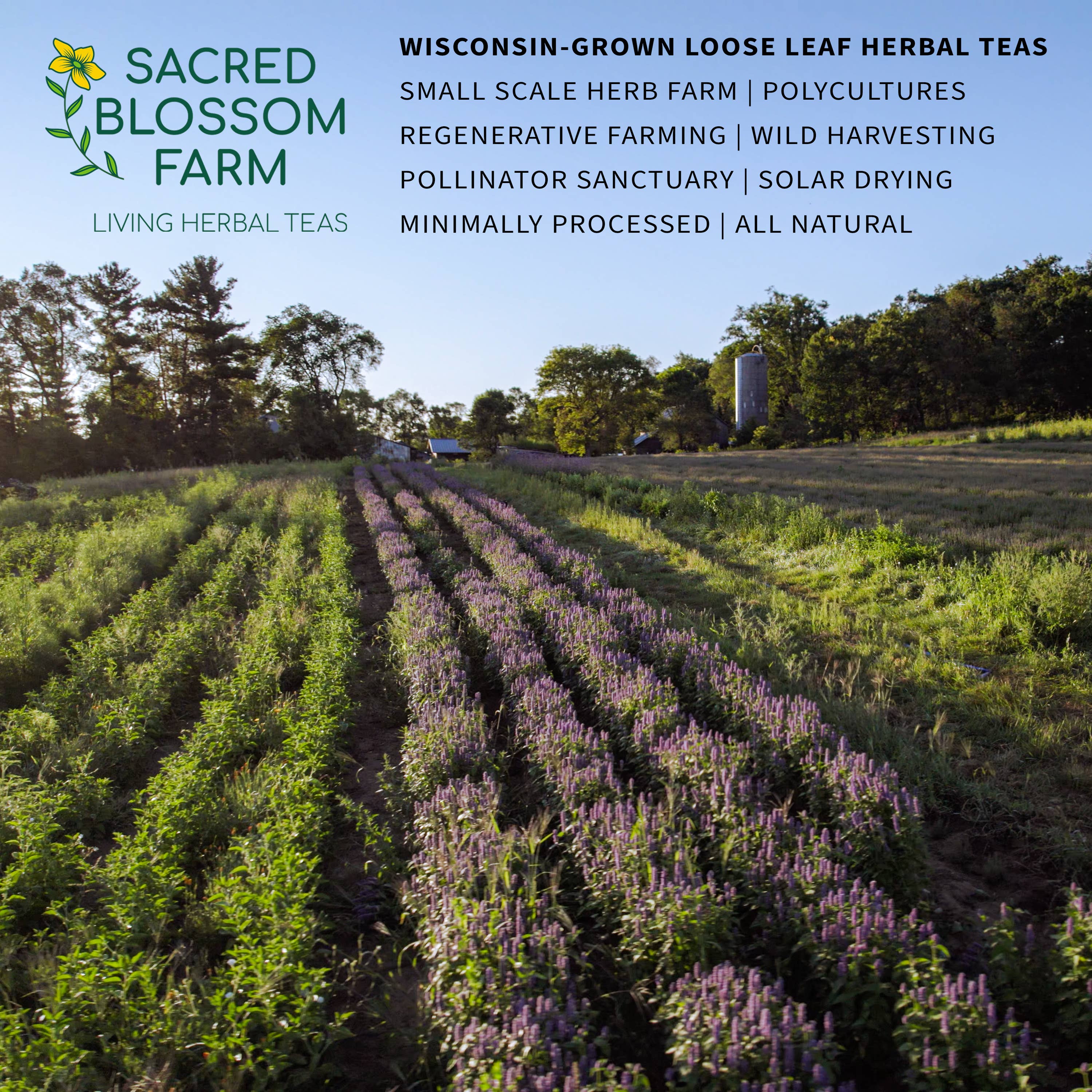 Sacred Blossom Farm - Wholesale Health/Detox Tea - Immunity Herbal Tea7