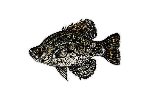 Nature Walk - Wholesale Sticker - Crappie Freshwater  Fish Decal0