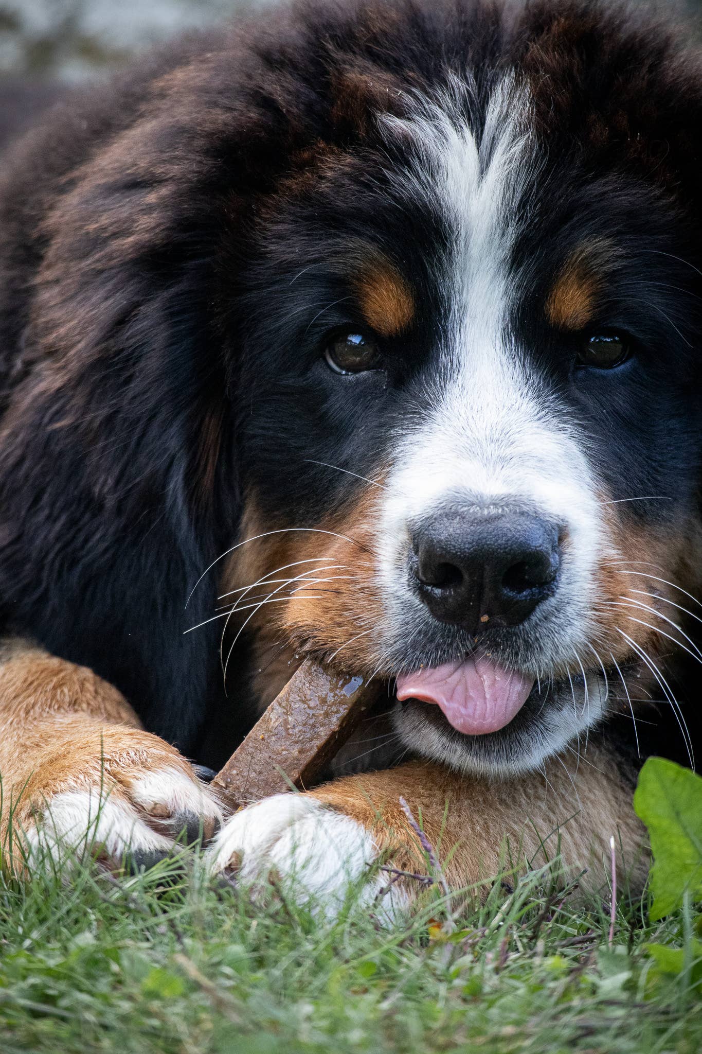 Kivo Petfood - Wholesale Pet Treats - Dog - Dog Snack - Take & Break Chicken - 50 pieces2