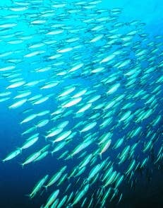 Nordic native pristine – wholesale Oral supplement/vitamin – Pristine pure Epax Omega 3 with 90% concentrate,TGN form12