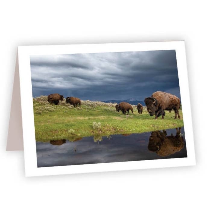 Nature and Wildlife Cards - Bison Herd Grazing for wholesale by Ahava River Cards, Books & Decor