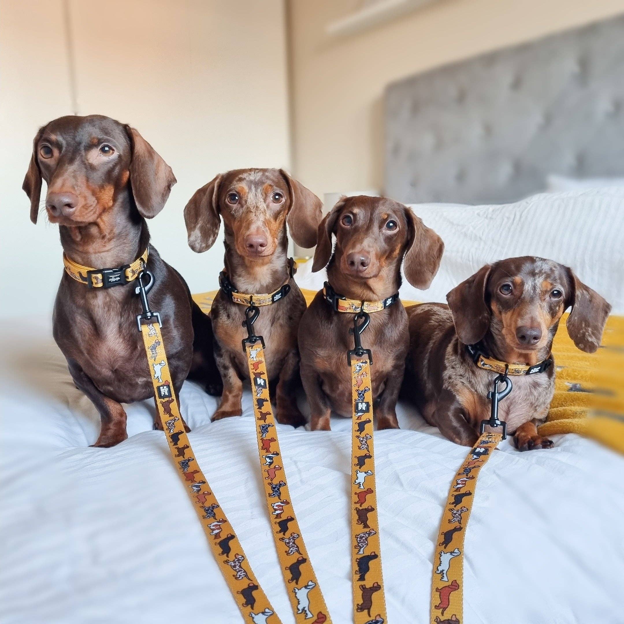 The aDoraBle Pooch Company - Wholesale Pet Collar - Dog - Collar - Dashing Dachshunds5
