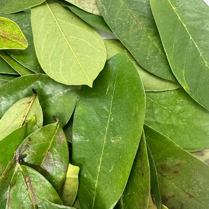 Fiori Essentials&Co – wholesale Loose tea – Wild crafted Soursop leaves1