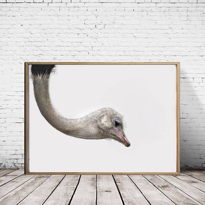 Ostrich - A2 Print (landscape) for wholesale by Hidden Planet