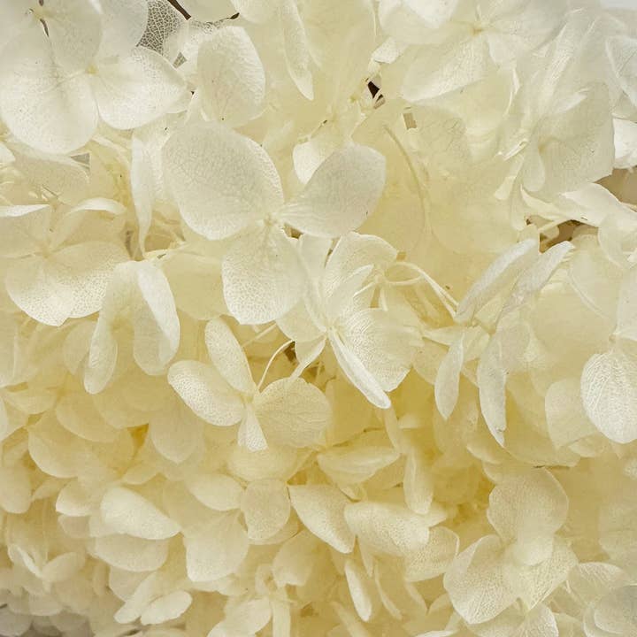Andaluca - Wholesale Dried/Pressed Flowers - Ivory Preserved Hydrangea #157