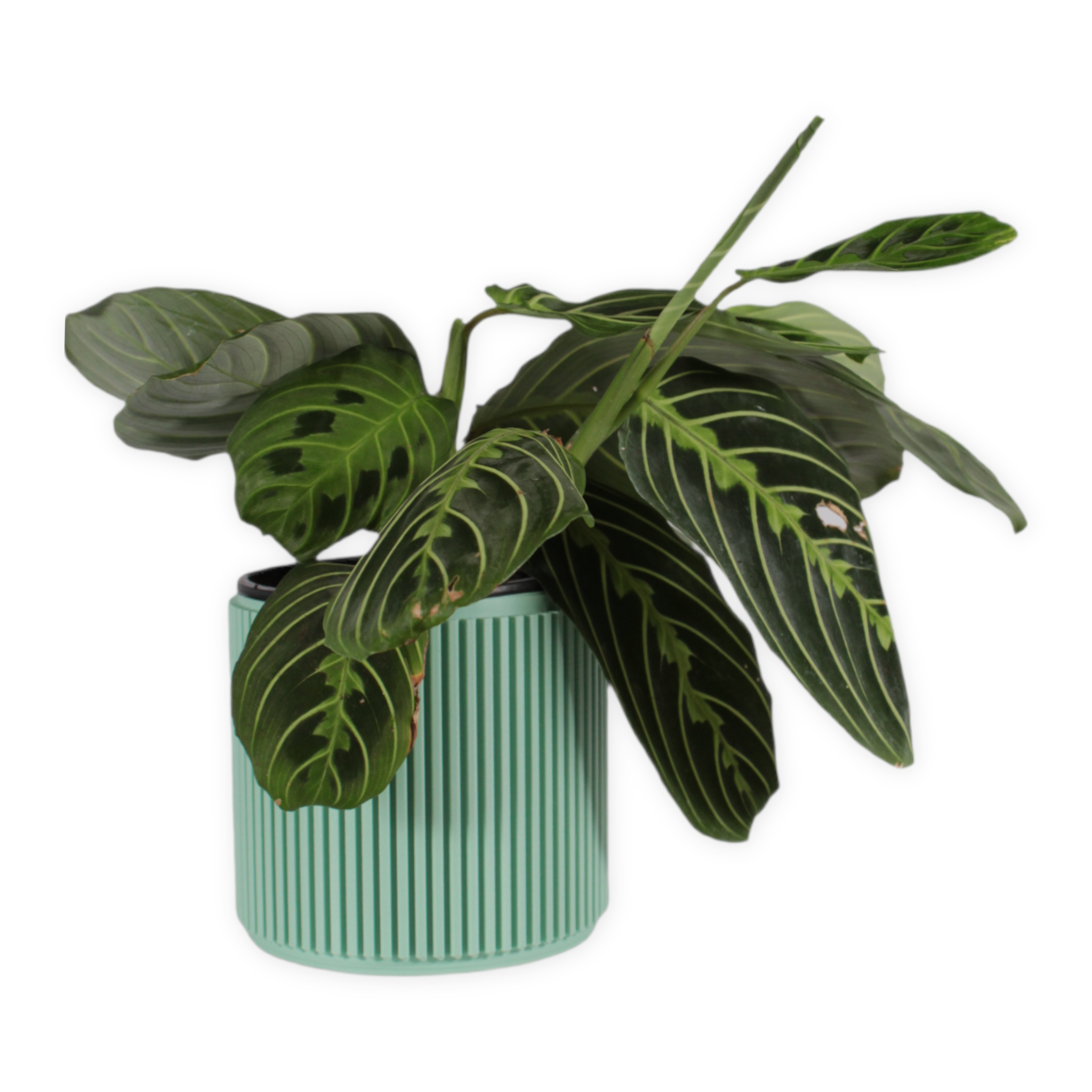 Leafprints.3d - Wholesale Plant Pot - The Willow – 4 Inch Cover Pot (No Drainage)1