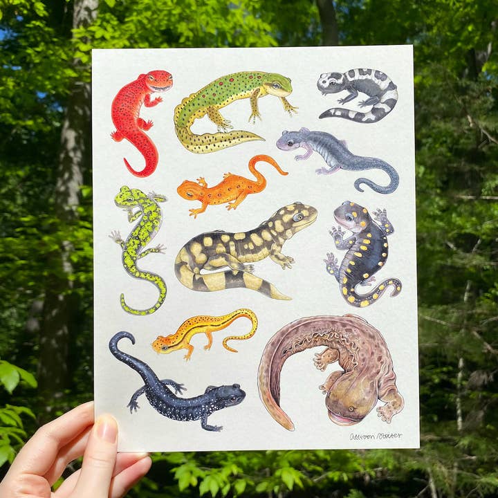 Salamanders of the Eastern United States Art Print (8"x10") for wholesale by Allison Stoiser Art