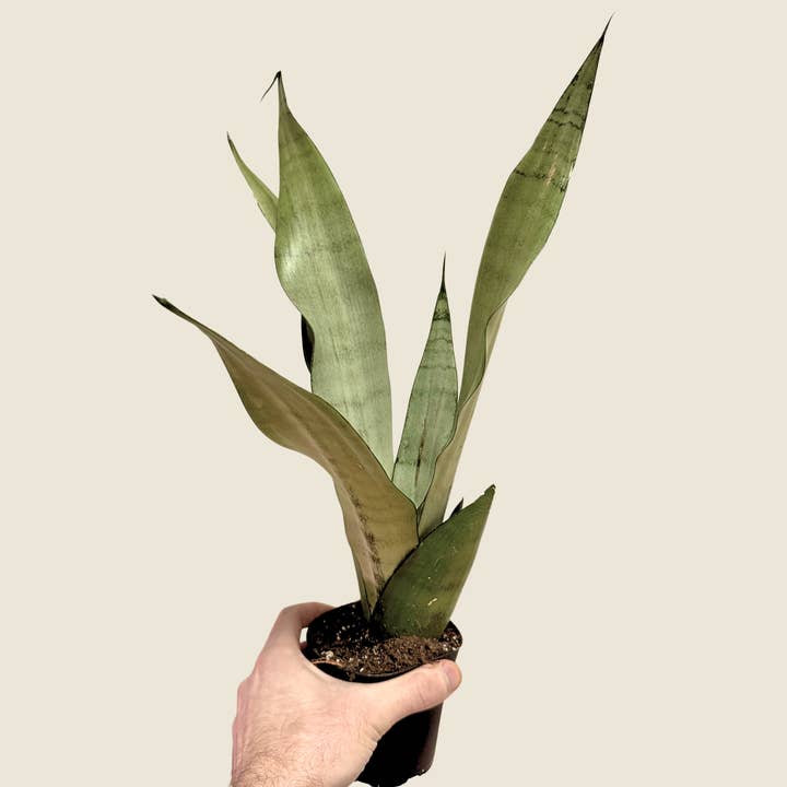 4" Sansevieria Moonshine for wholesale by The Greenhouse Wholesale