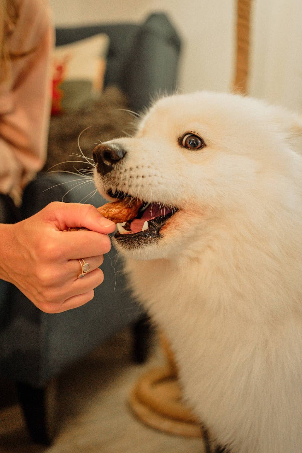 Dewkes Snacks for Dogs – wholesale Pet treats – Dog – Porky Scratchings – Hypoallergenic Natural Dog Treats4