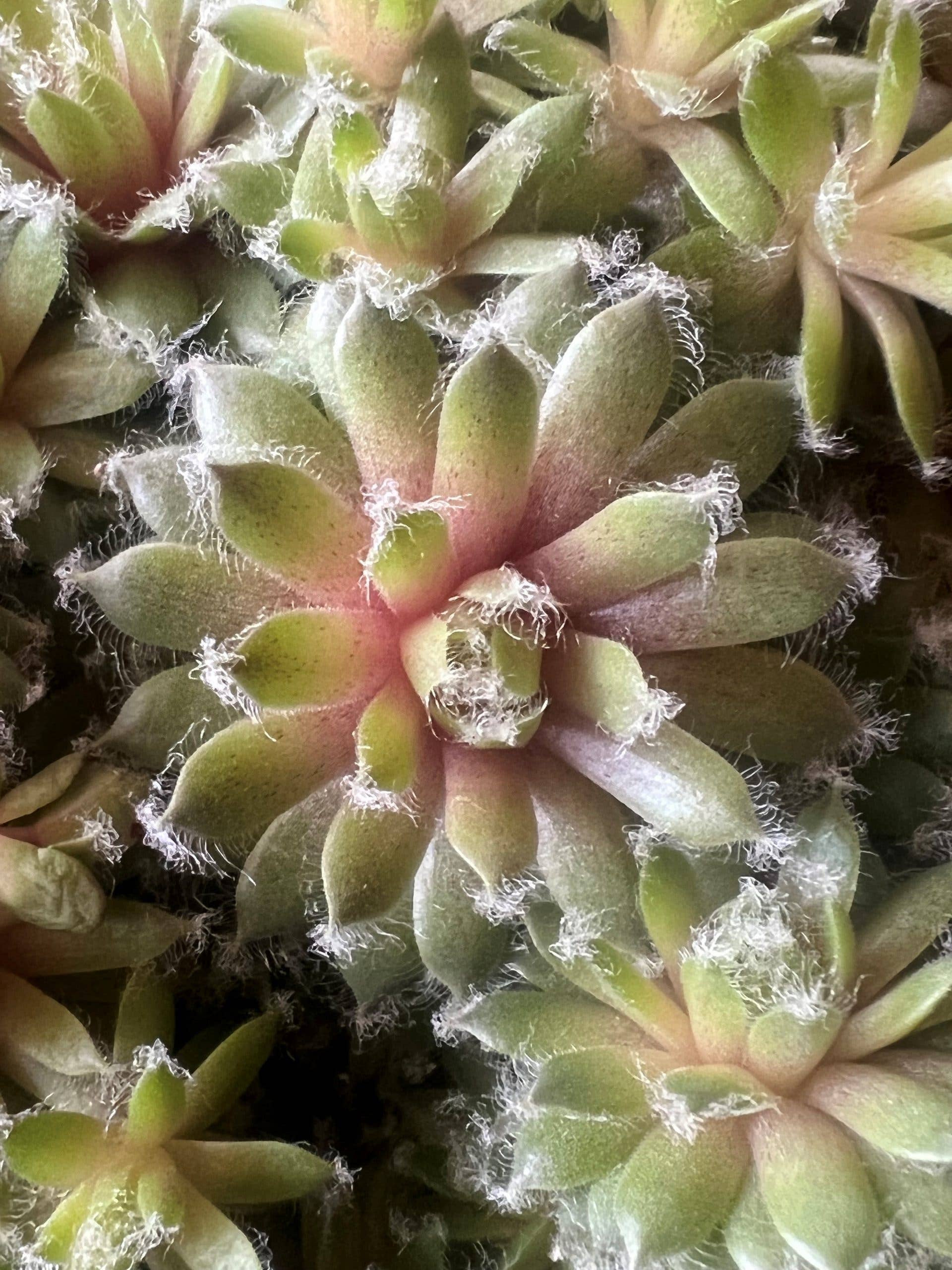 Best Plant Friend - Wholesale Succulent - Sempervivum 'Jade Rose' 2" Grower Pot - Green-Red Succulent1