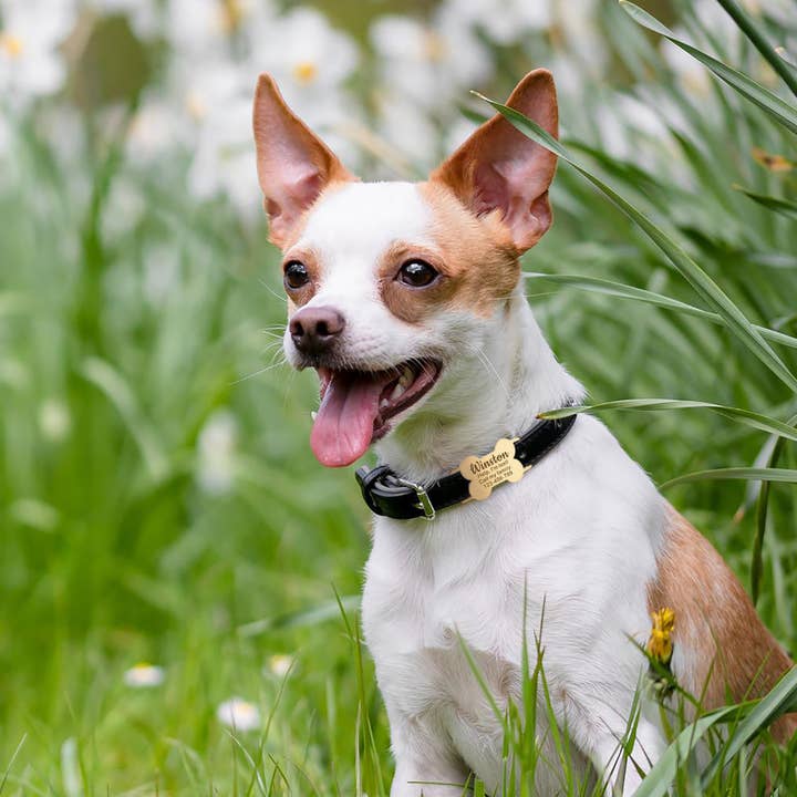 Anavia - Wholesale Pet Collar - Dog - Custom Bone Silent Slide- On Collar Pet Tag for Dogs