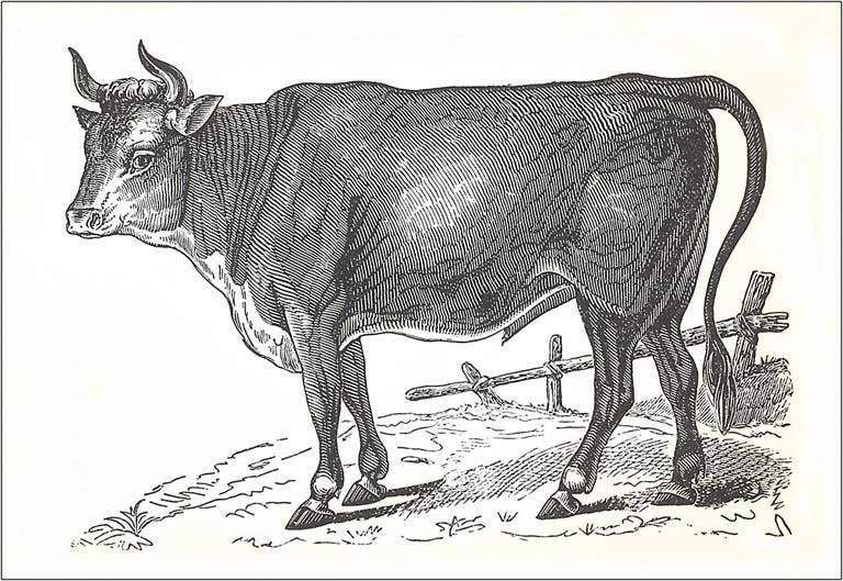 Found Image Press - Wholesale Magnet - Magnet AN-316 Steer0