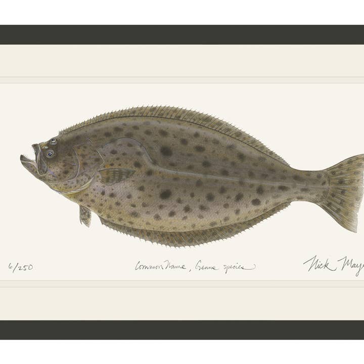 California Halibut Limited Edition Print for wholesale by Nick Mayer Art