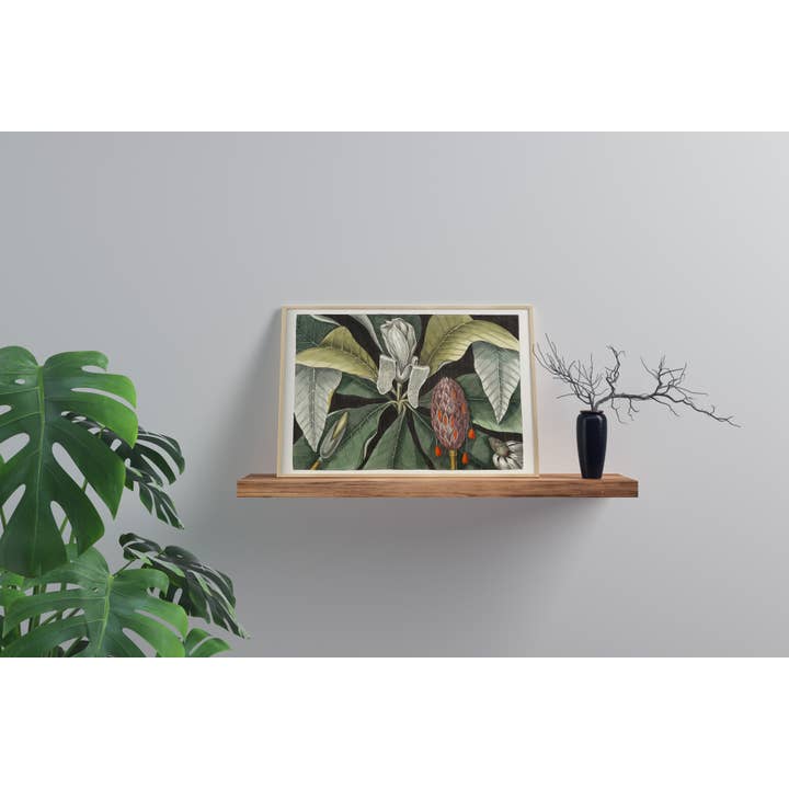 Vintage Plant Print for wholesale by Rock Paper Scissors Wall Art