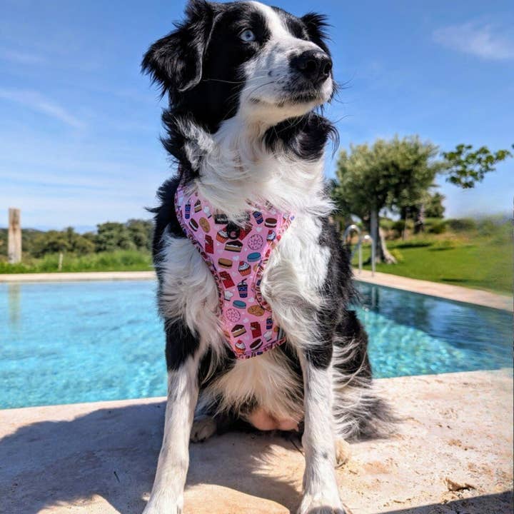 HUELLITAS INFINITAS - Wholesale Pet Harness - Dog - Dulces Deseos adjustable harness7