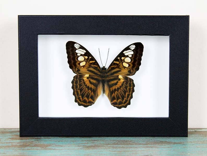Newman Art Designs – Engroshandel 3D-vægkunst – Clipper Butterfly i en ramme1