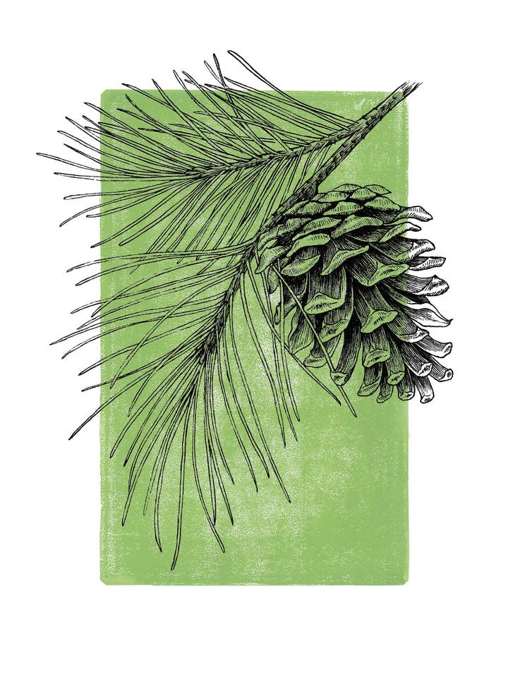 Pinecone Ink and Linocut Art Print for wholesale by Kyla Rae Design