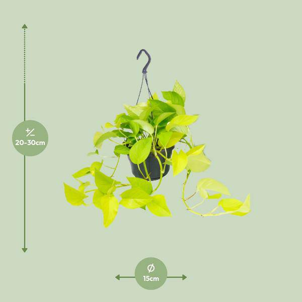 Oasis of Life – wholesale Live plant – Epipremnum Golden Pothos Ivy – Ø15cm x H25cm – Houseplant with golden yellow leaf accents – Hanging & climbing – For indoor spaces – Easy care & decorative1