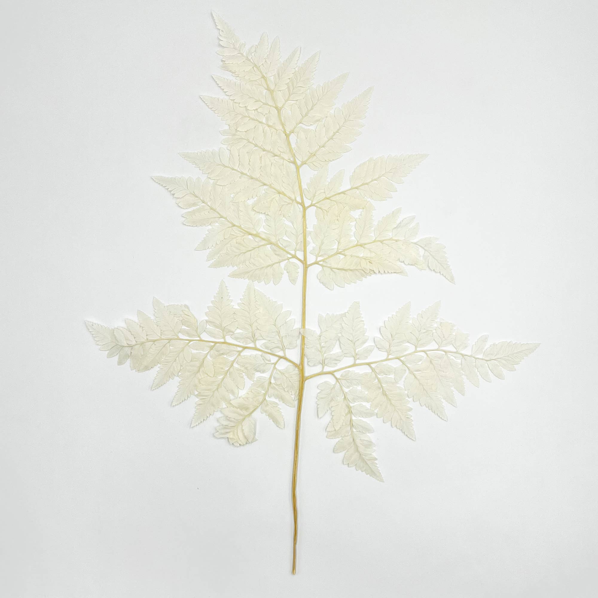 2626 Designs - Vente Fleur séchée/pressée - Fougère Davallia Mariesii séchée et préservée3