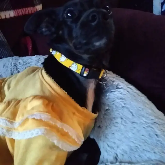 Very Vintage Designs - Vente Collier – chat et chien - Collier pour chien de ferme jaune – Motif poulet – Fait main en organique aux États-Unis9