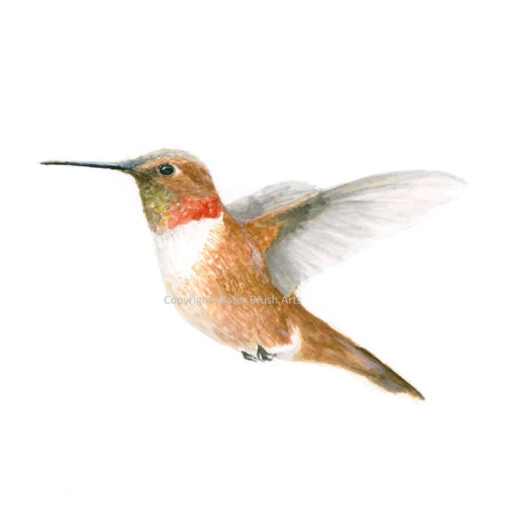 Rufous Hummingbird 01 Konsttryck för wholesale av Water Brush Arts