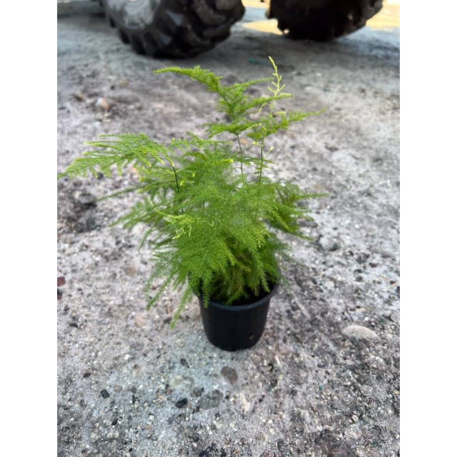 Triad Plants - Wholesale Live Plant - 4" Fern Asparagus Plumosa