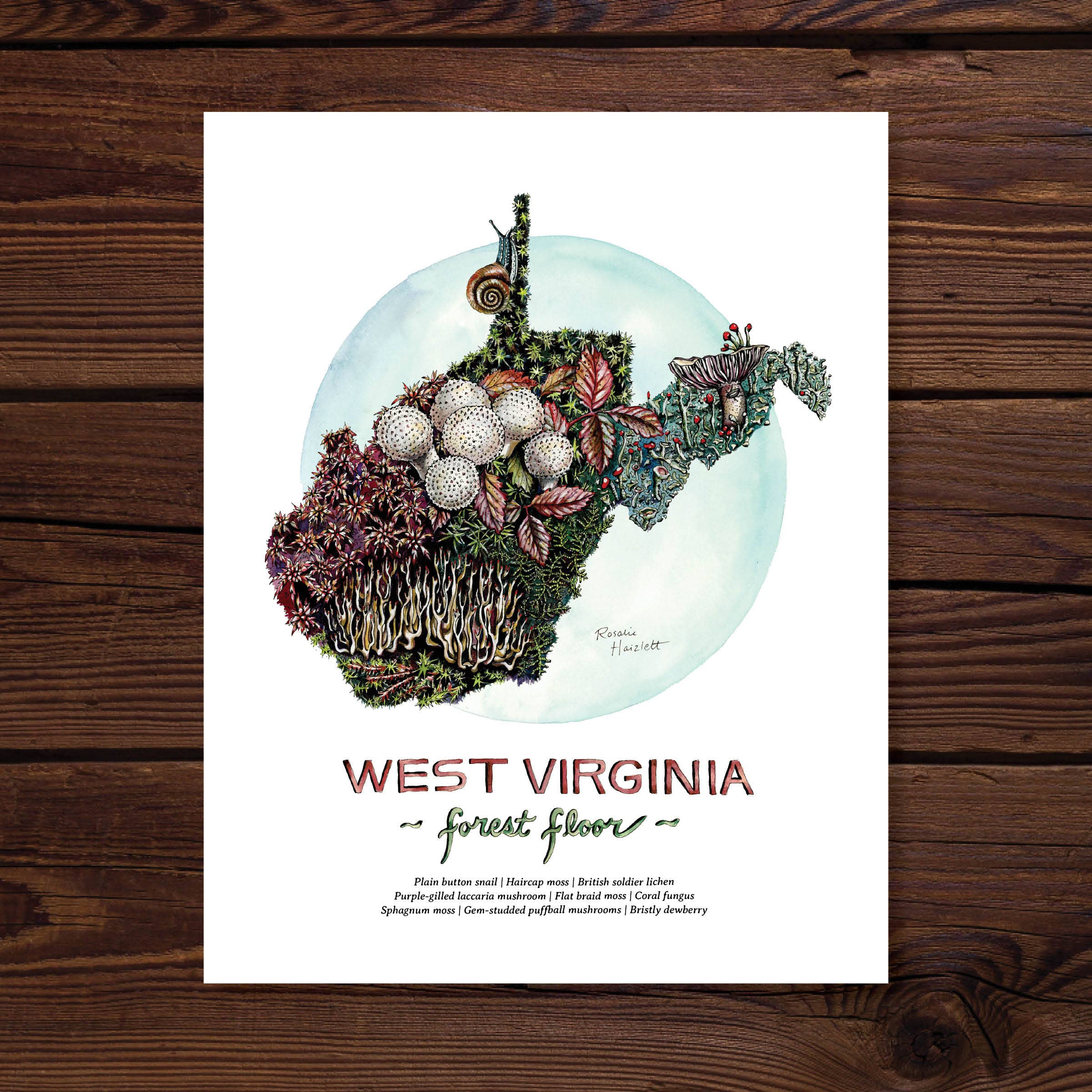 Rosalie Haizlett Illustration – Engroshandel Kunsttryk – West Virginia Skovbunden - Akvarel Kunsttryk2