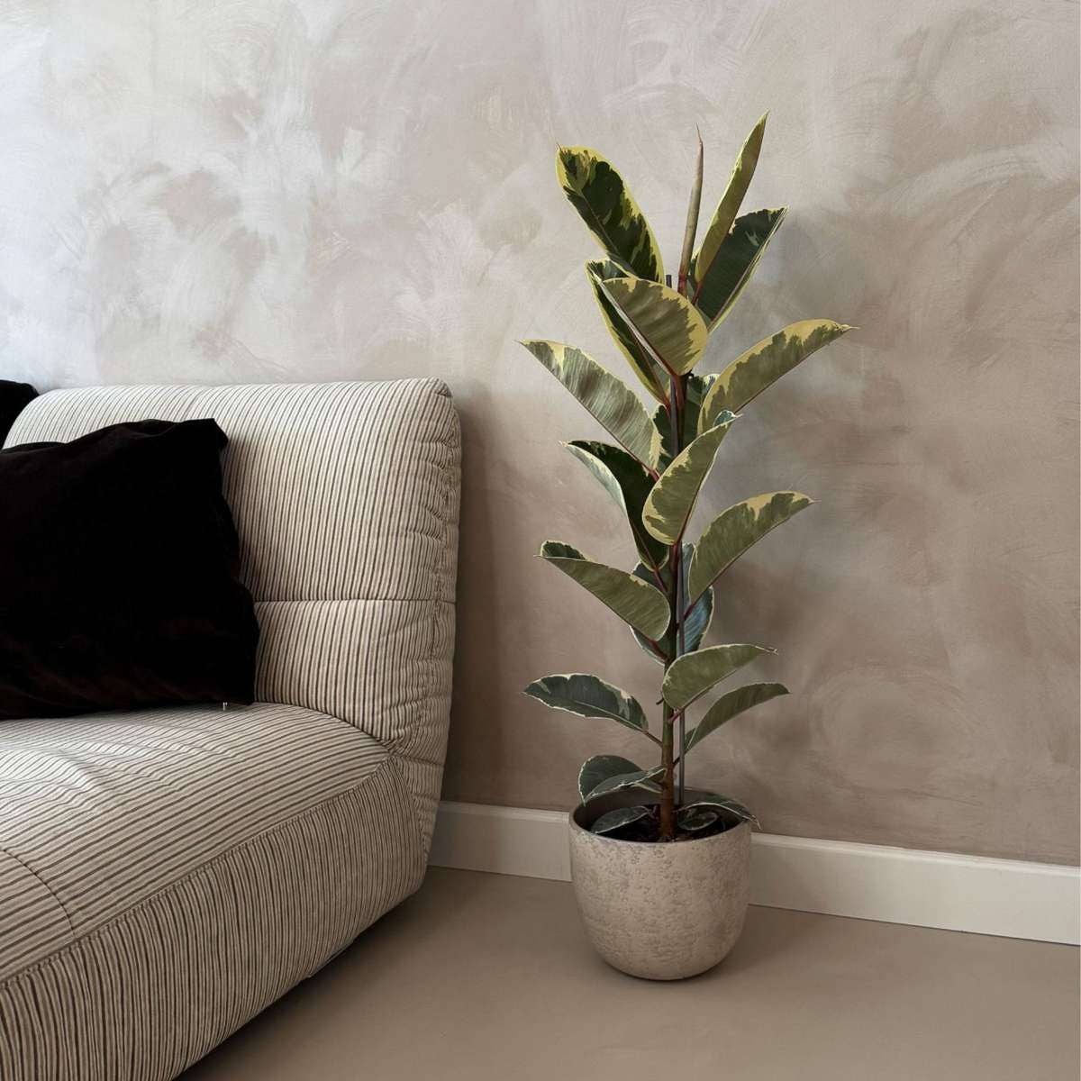Oasis of Life - Wholesale Live Plant - Ficus Rubber Tree – Ficus Elastica Tineke – Height 75–100cm – Ø24cm – Variegated Houseplant with Green & Cream-Colored Leaves – Air-Purifying & Easy-Care Plant for Living Room & Office2