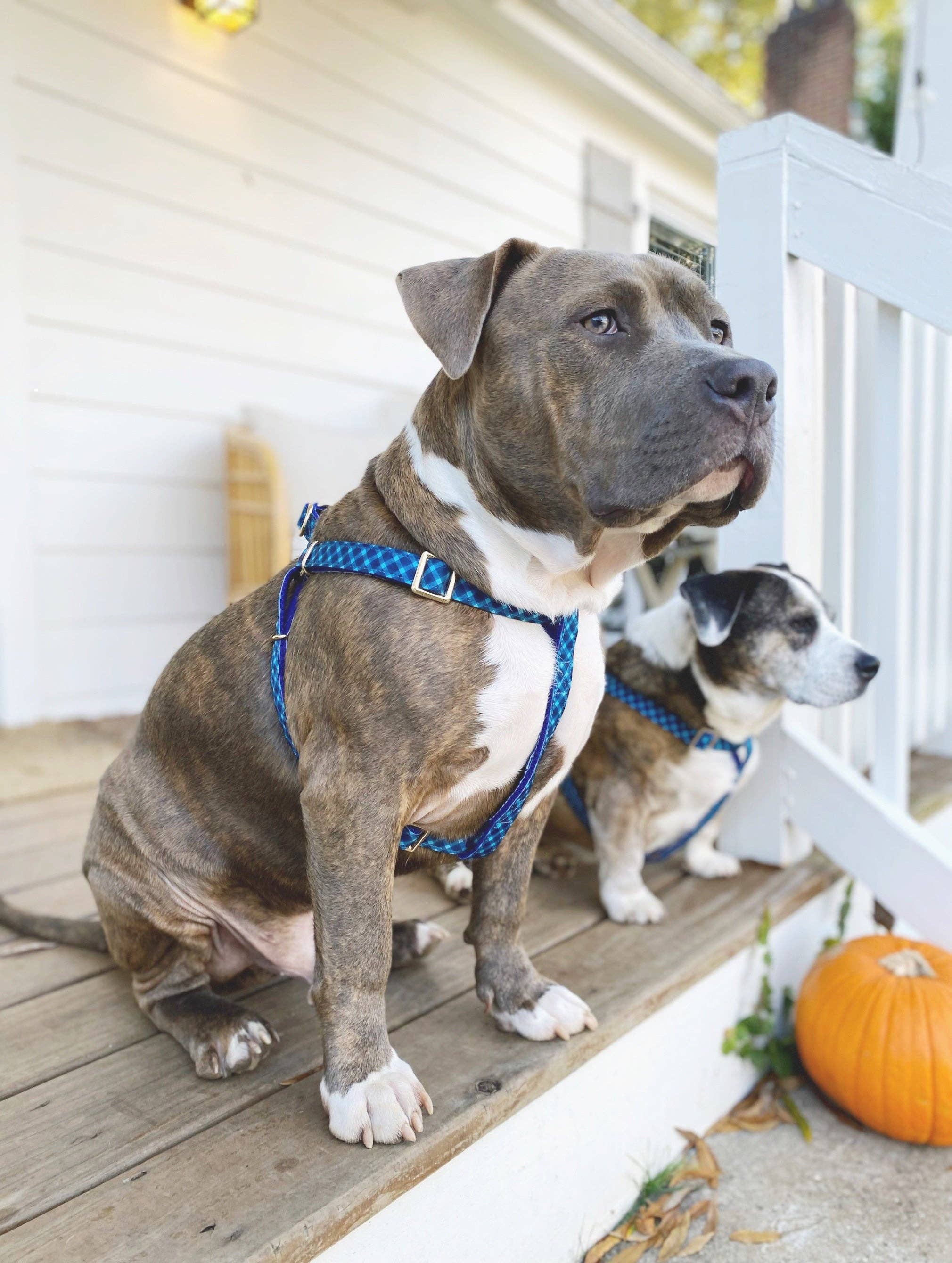 Roxy & Co. Canine Accessories - Wholesale Pet Harness - Dog - NORMAN PLAID DOG HARNESS6