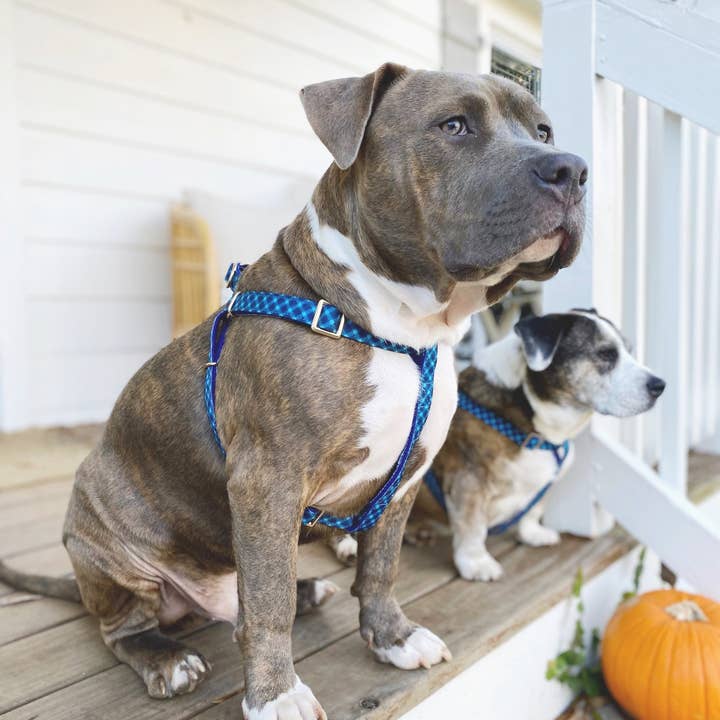 Roxy & Co. Canine Accessories - Wholesale Pet Harness - Dog - NORMAN PLAID DOG HARNESS6