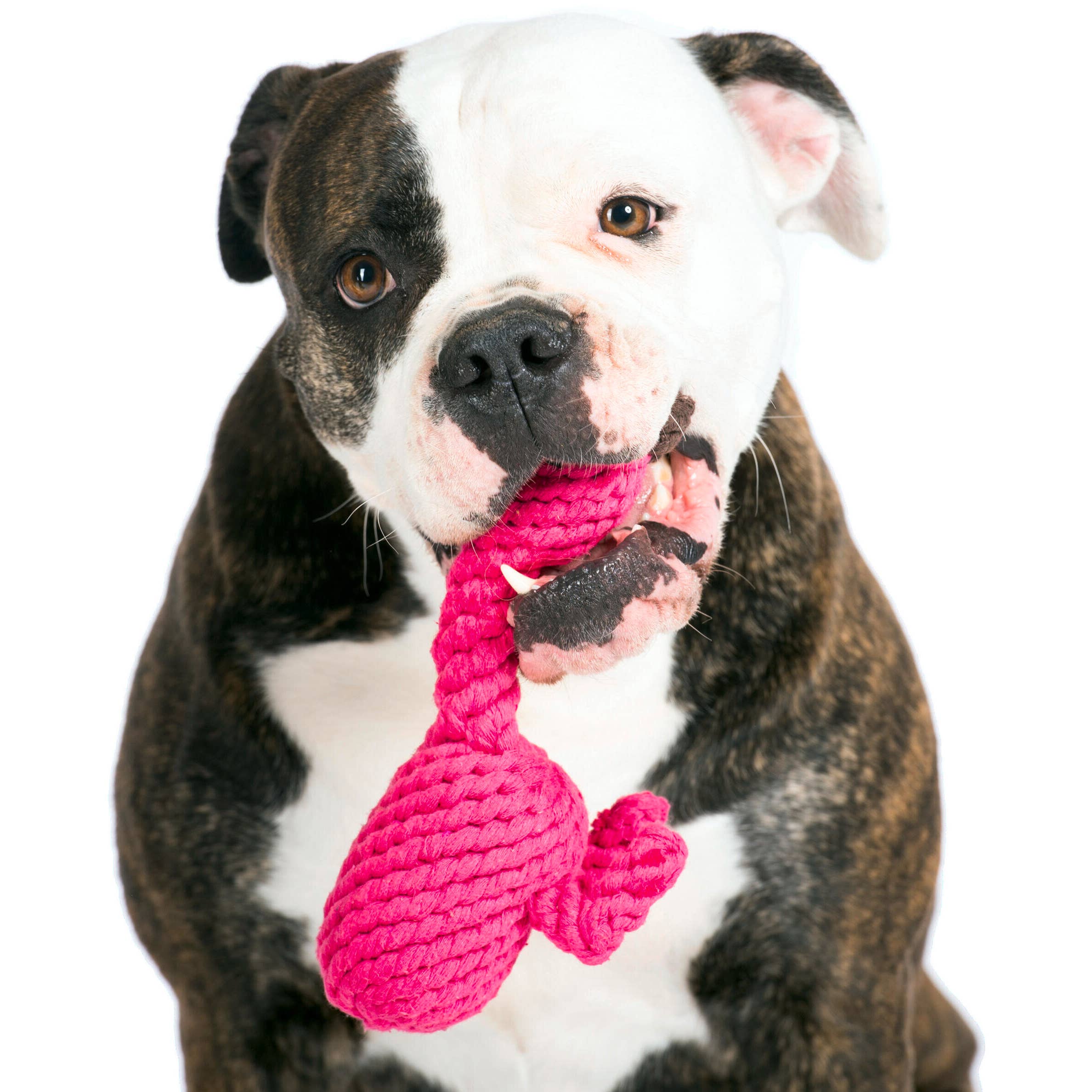 LABONI - Volentis GmbH - Wholesale Pet Chew Toy - Dog - FRANZI FLAMINGO – The Pink Play Star6