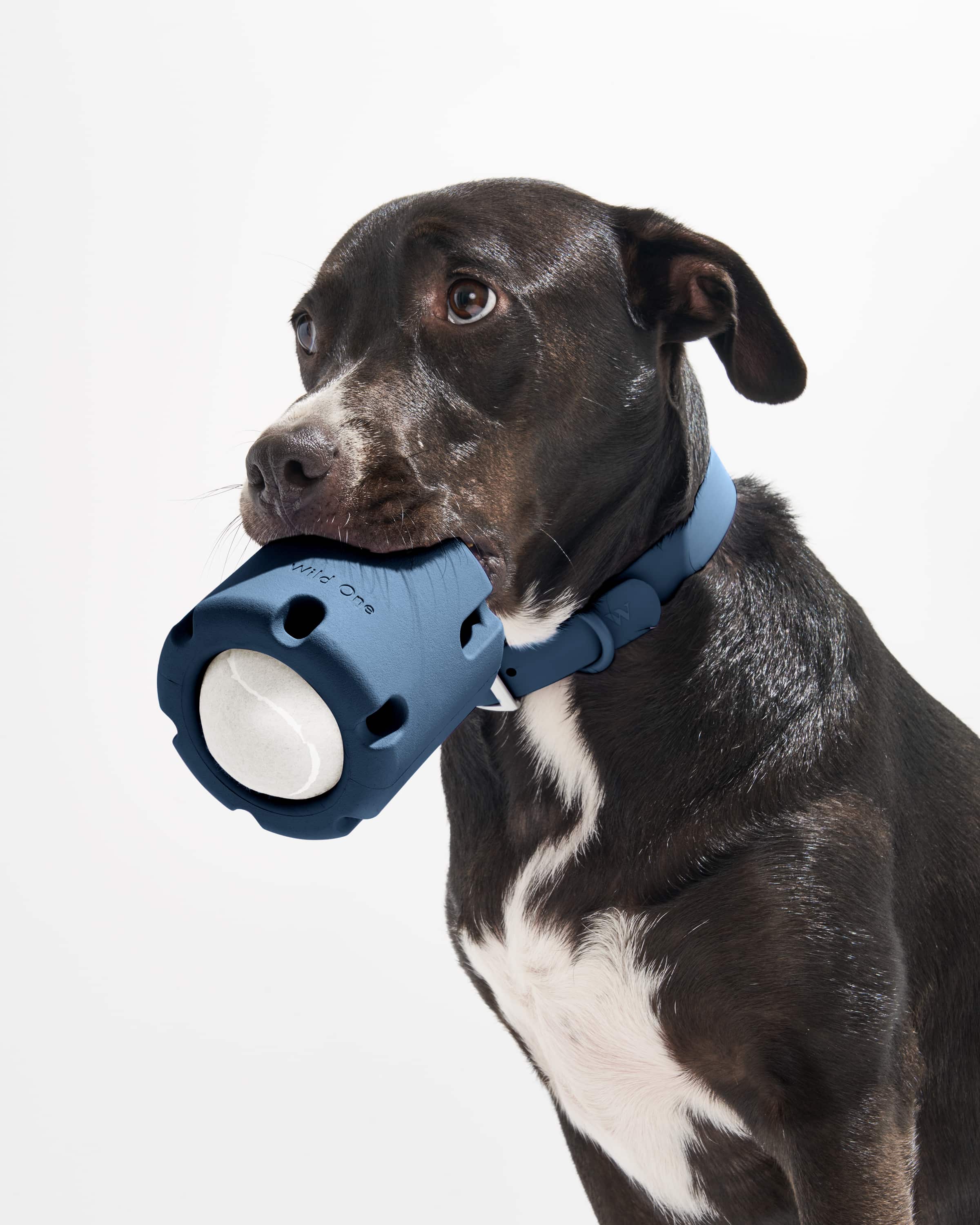 Wild One – Brinquedo - Cão por atacado – Queda de Ténis1