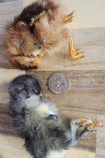 Frost Fang LLC - Wholesale Pet Treats - Dog - Dog Treat Freeze Dried Chicken - Baby (Chicks)2